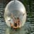 2 Meter Water Walking Roll Ball Inflatable Zorb Ball